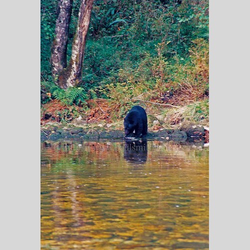 Black Bear Eating Salmon